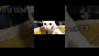 のんちゃん事件簿・子猫に起きた悲劇とは… #Shorts