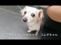 7 21昼☀️ ワンちゃんお散歩ドッグラン〜猫ちゃん〜小動物〜ご様子です♪羽田空港近くのペットホテルエアライン羽田にご宿泊中のペットちゃん達です♡