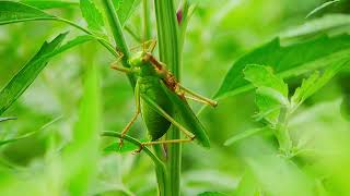 草むらで鳴くヤブキリ Tettigonia orientalis