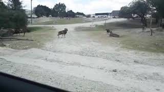 África safari pelea de borregos cimarrones