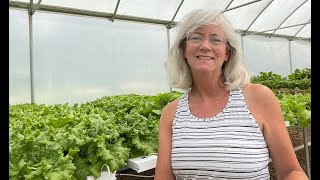 Hydroponic Bok Choy Harvest