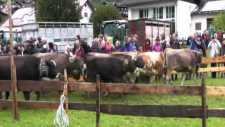 Viehscheid - Obermaiselstein 2012