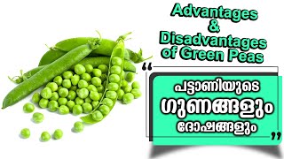 പട്ടാണിയുടെ ഗുണങ്ങളും ദോഷങ്ങളും | Advantages and disadvantages of Green Peas | Health \u0026 Glow