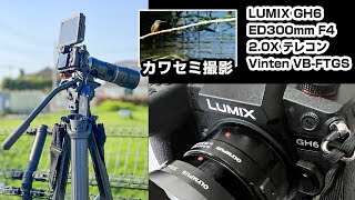 LUMIX GH6+ED300F4+2.0テレコン 4K動画 カワセミを撮影しました その3