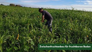 Zwischenfruchtanbau für fruchtbaren Boden