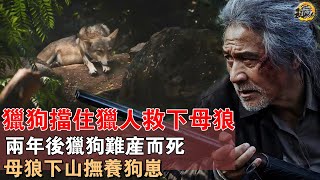 獵狗與母狼：獵狗誓死救下母狼，兩年後獵狗難產而死，母狼趕來老人家主動撫養起狗崽