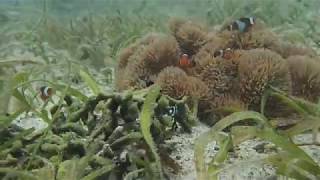 2017久米島：カクレクマノミ発見（アーラ浜）