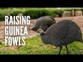 Raising Guinea Fowls: Everything You Should Know