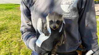 毎日奇妙な物音を聞く男性。天井に住むアライグマの一家を発見し、そこで信じられない光景に出会った【感動】