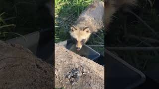 捻挫したタヌキさん。水箱、飲みやすい場所に置いたよ