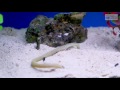 fish focus spotted garden eel