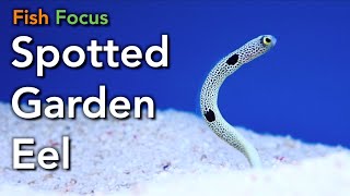 Fish Focus - Spotted Garden Eel