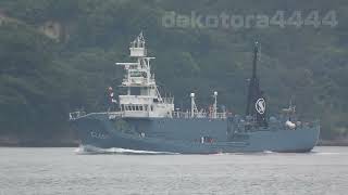 共同船舶 捕鯨船/目視調査船 ｢第三勇新丸｣エンジントライアル　whaling ship / visual research vessel YUSHIN MARU NO.3