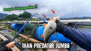 DI LUAR DUGAAN SAYA‼️TERNYATA INI YANG MAKAN | mancing ikan red devil saguling terbaru