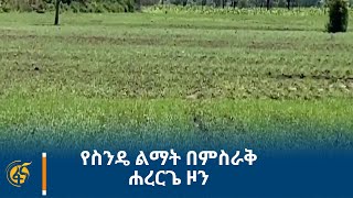 የስንዴ ልማት በምስራቅ ሐረርጌ ዞን