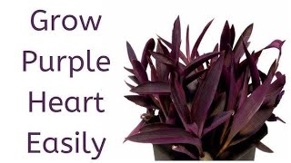 How to Grow Purple Heart (Cuttings) @Vlogsforplants #PurpleHeart