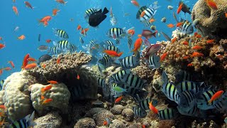Sea Animals with Relaxing Music | Rare & Colorful Sea life | Video | Coral Reefs & Fish | Peaceful
