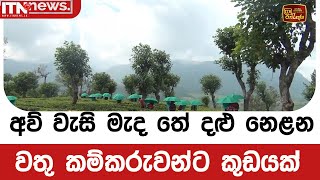 අව් වැසි මැද තේ දළු නෙළන වතු කම්කරුවන්ට කුඩයක්