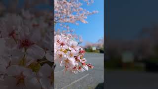 成田山不動寺・参道桜並木