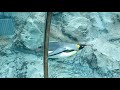 旭山動物園】ペンギン 水中トンネルより