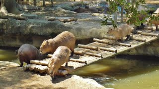 【カピバラ】とくしま動物園でカピバラタイム【四国】