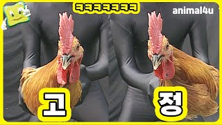 [스펀지] 몸을 아무리 흔들어도 머리는 안움직여요  I KBS 스펀지 070526 방송