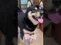 お散歩の時間にそわそわしてる、まろ。 黒柴 柴犬 お散歩 shiba shibainu