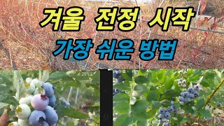 겨울철 블루베리 가지치기 시작 #메도우락 전문농원 #노후대책 #노후준비