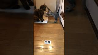 子猫時代のなんじ、おぬしちゃんに暴虐に限りを尽くすw #猫のいる生活 #猫の日常 #なんじ君 #おぬしちゃん #さび猫 #cat #キジトラ猫