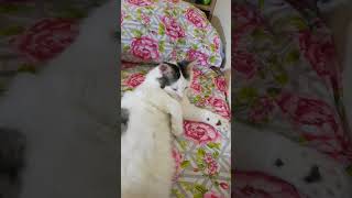 Котик мурчит | The cat purrs