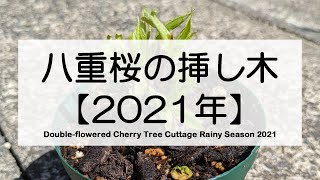 2021年 八重桜の挿し木 / Double-flowered Cherry Tree Cuttage Rainy Season 2021