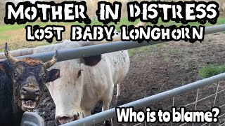 Missing Newborn Longhorn:  LIVE