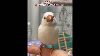 文鳥雛特有の萌える鳴き声がこちらです🥹🩷 #可愛い小鳥 #文鳥 #bird ＃鳴き声＃雛