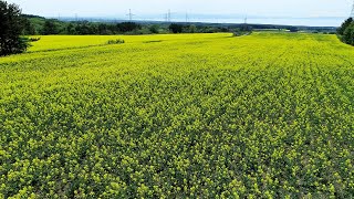 【ドローン空撮】畑一面　輝く黄色／青森・横浜町で菜の花見ごろ