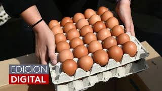 Síntomas de alerta ante el posible consumo de huevos contaminados con salmonella