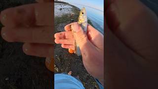 Catching a fish and then using it for bait! #fishingvideo #fish