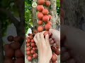 buah rambai merah🍒 kurang familiar karena rasanya... 🤪 yang sudah pernah coba komen dong...