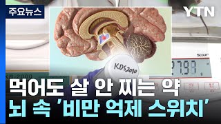 먹어도 살 안찌는 약 개발...비밀은 뇌에 있었다! / YTN