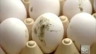 How It's Actually Made - Eggs