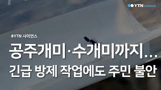 공주개미·수개미까지...긴급 방제 작업에도 주민 불안 / YTN 사이언스