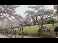 2024.4.6公渕森林公園⑤