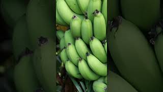 #benefits of bananaప్రతిరోజు ఉసిరి తింటే ఏమవుతుందో తెలుసా