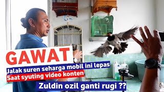 Rahasia dapur, inilah masteran MB Hercules bird farm