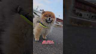 待ち時間って退屈よね#ポメラニアン #pomeranian  #포메라니안 #多頭飼い #あいちゃん #カイくん #元くん #3ポメ#おすすめ#可愛い #散歩 #今日も元気に行ってきます