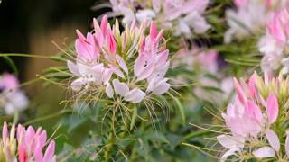 How to Grow Cleome   Spider Flowers at Home