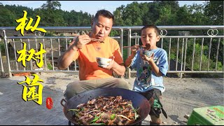 茂密森林满山都是枞树菌，玉平现摘回家炒肉味道绝，差点把锅舔穿