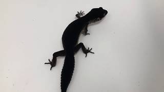 black night leopard gecko for sale from CBReptile.com