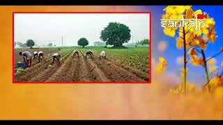 mustard farming watering harvesting #agriculture