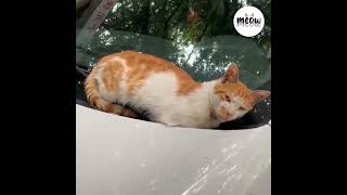 Sang Majikan #kucing #kucinglucu #kucingimut #kucingberantem