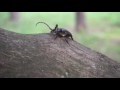 Жуки атакуют beetles attack